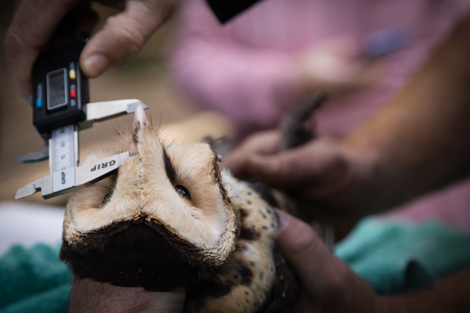 Raptor Rescue Plett Grace Harrison African Grass Owl wildlife rehabilitation