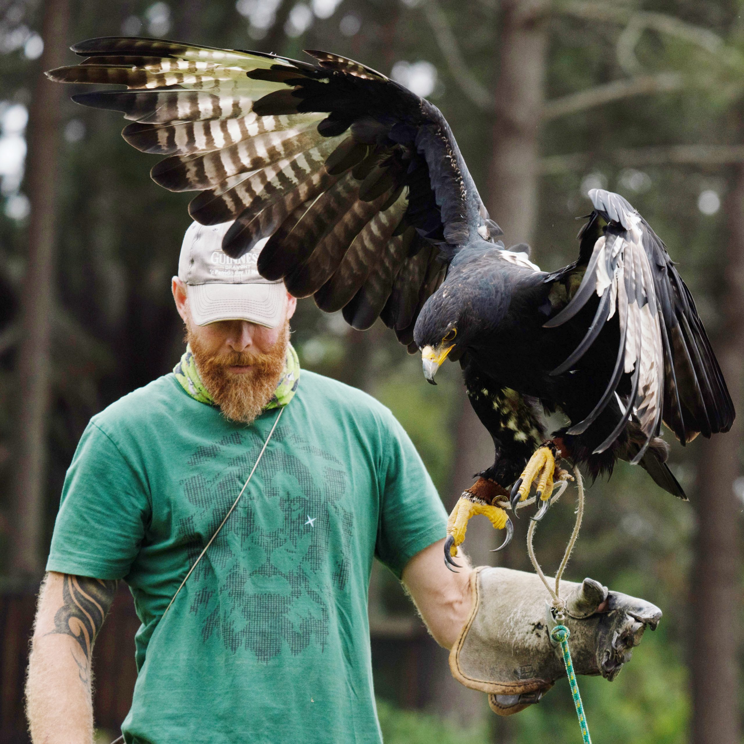 Raptor Rescue Plett Mark Robson Black eagle flight demo