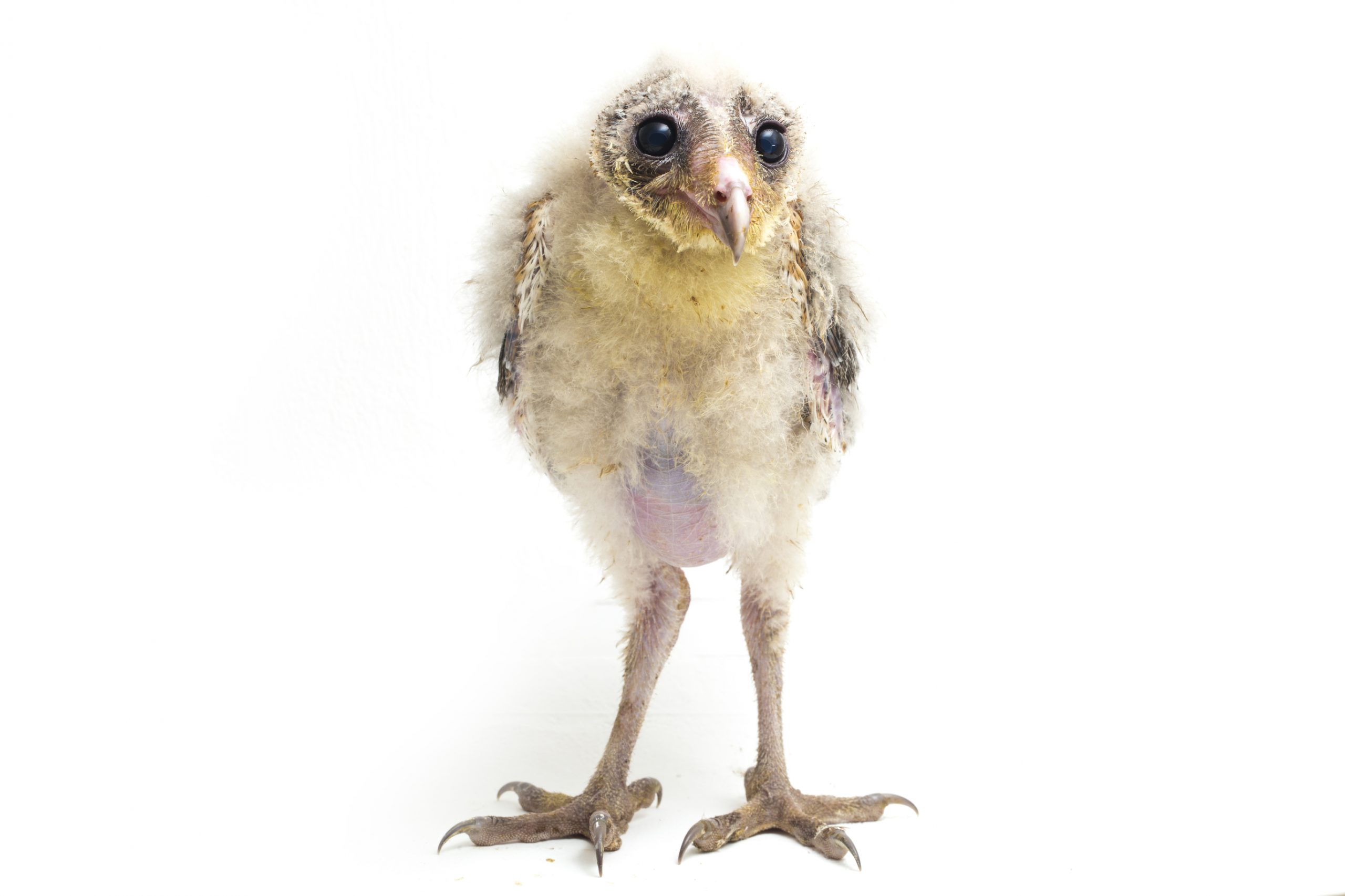 Raptor Rescue Plett conservation Barn owlet