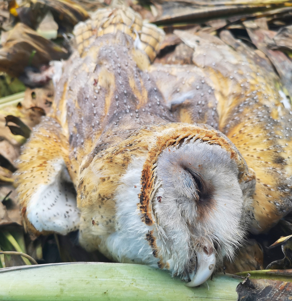 Raptor Rescue Plett conservation poisoned barn owl