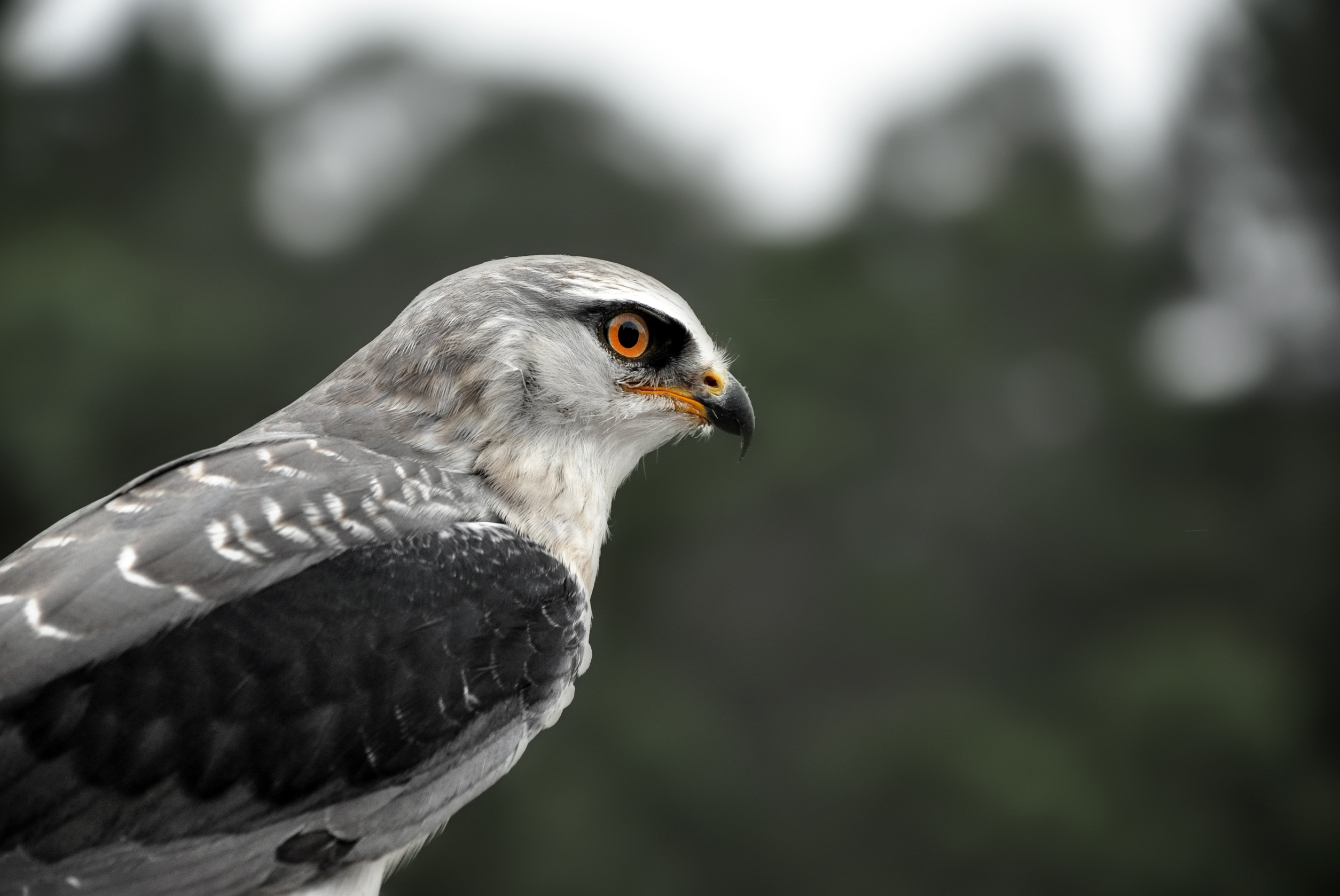 Raptor rescue plett Black shoulder Kite jo howell