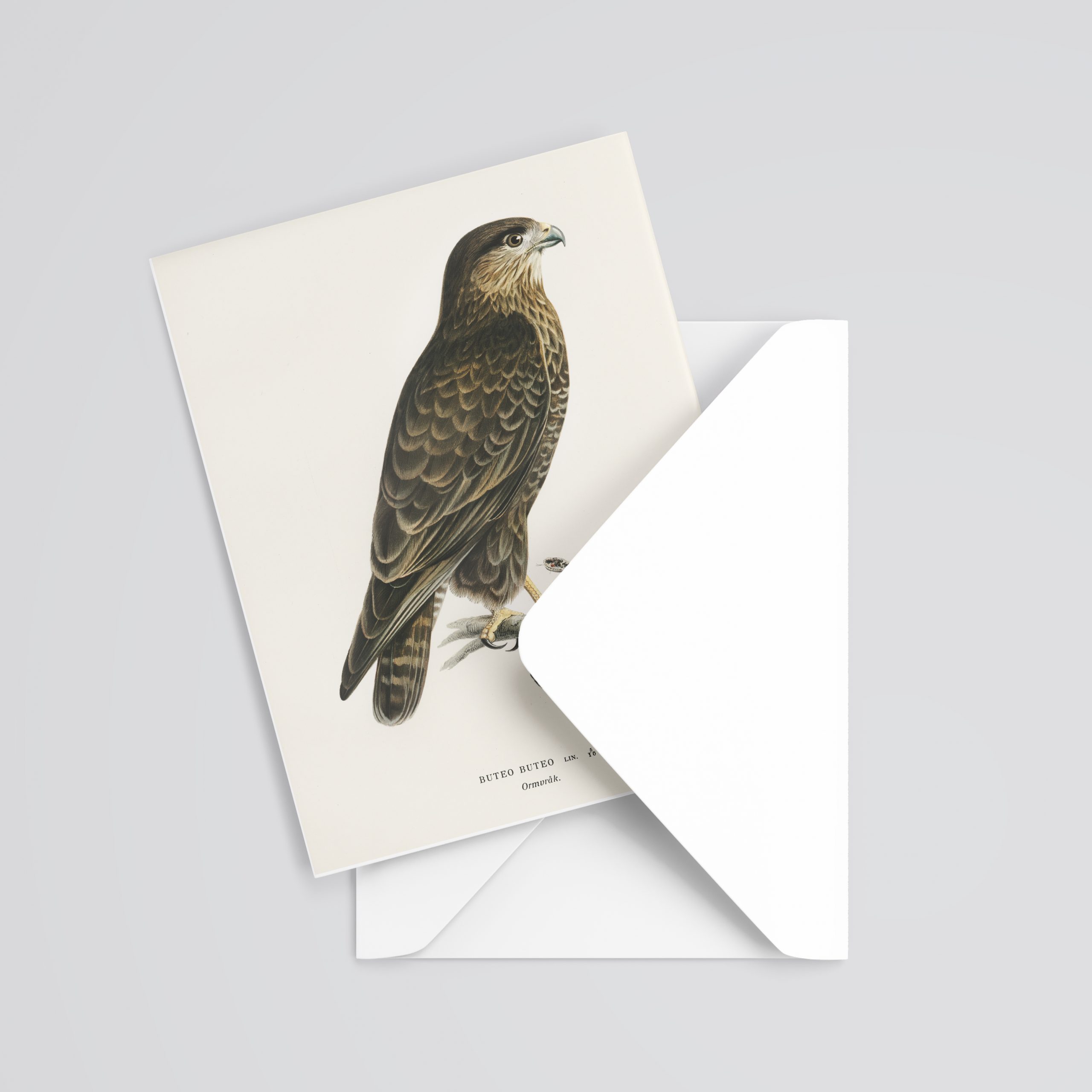 6 Raptor rescue plett A5 Gift Card Diurnal Buteo buteo