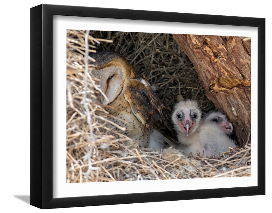 Raptor rescue plett shop gallery barn owl family photo credit Ernest Porter