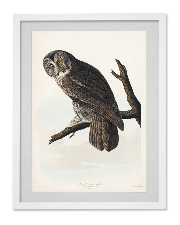 Raptor rescue plett Vertical Frame great grey owl