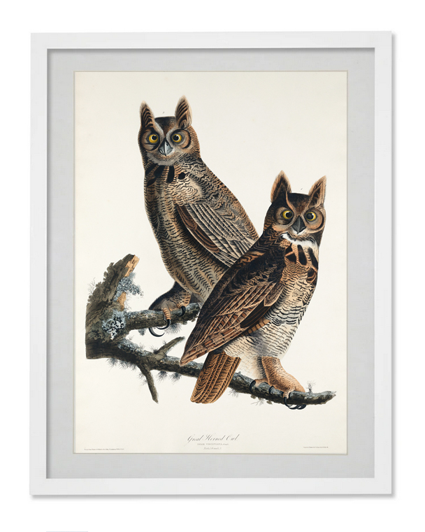 Raptor rescue plett Vertical frame great horned owls