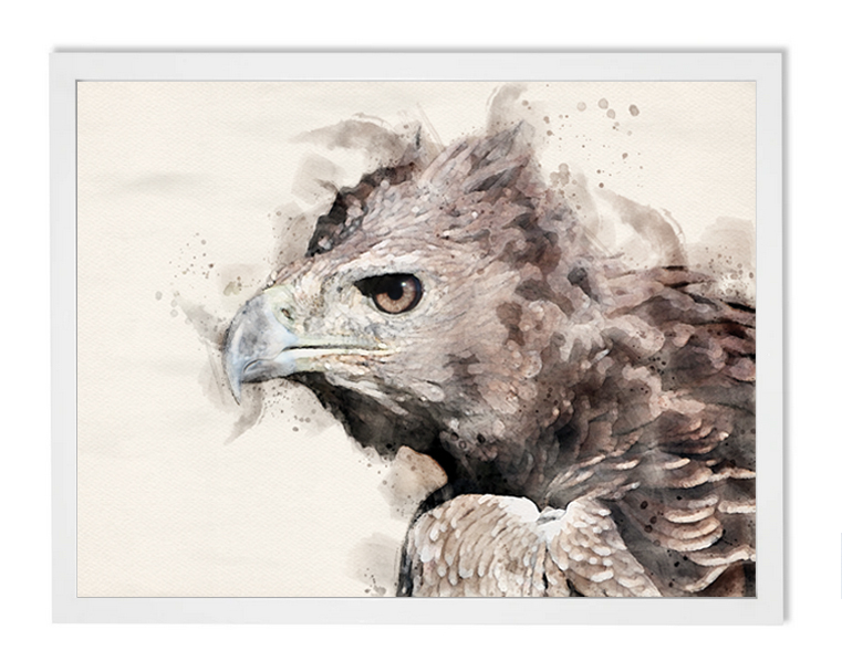 Raptor rescue plett framed print crowned eagle jo howell