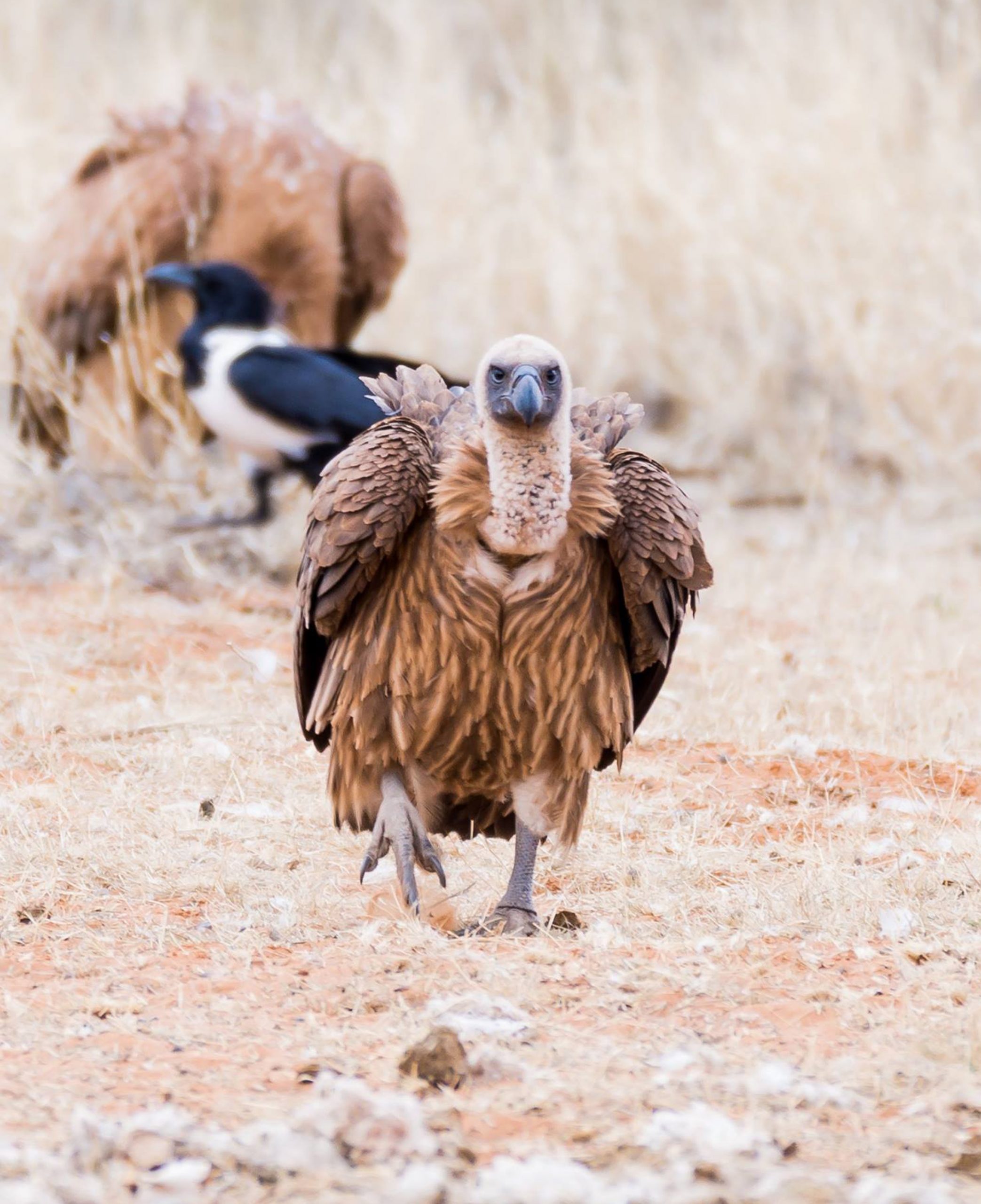 Raptor rescue plett photo gallery portraits Michael Bridgeford White backed vulture