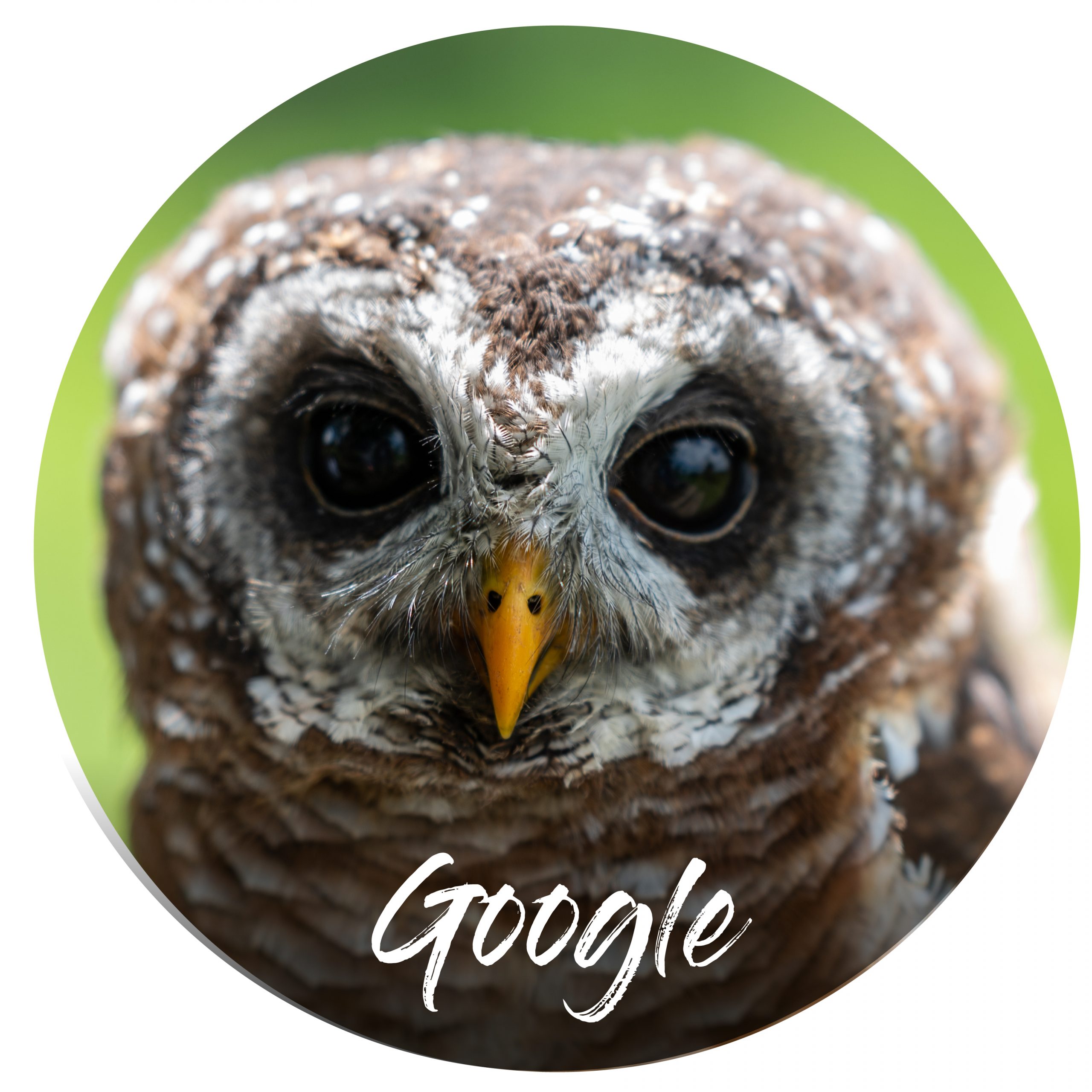 Sponsor button Google Wood owl