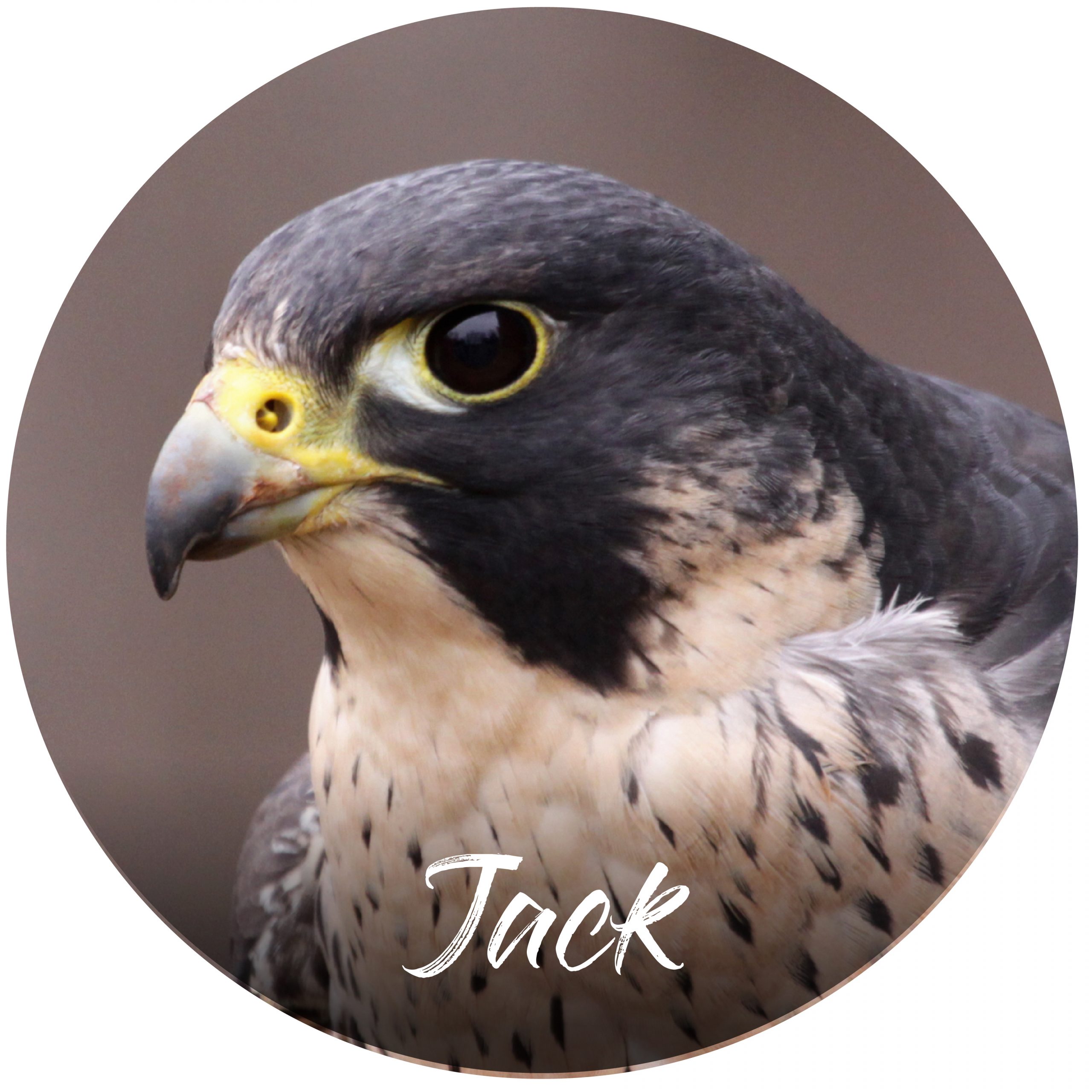 Sponsor button Jack Peregrine falcon