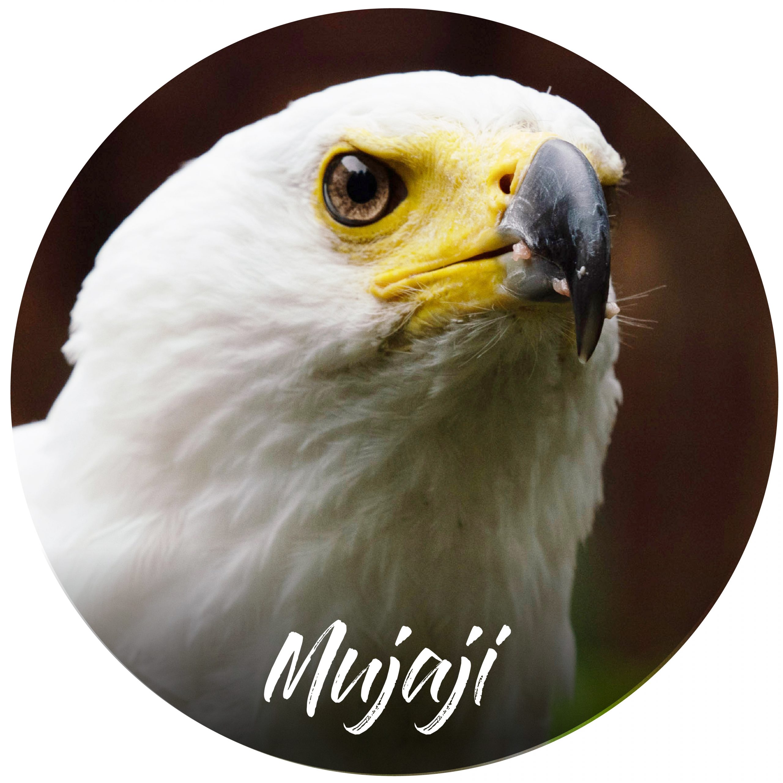 Sponsor button Mujaji African fish eagle