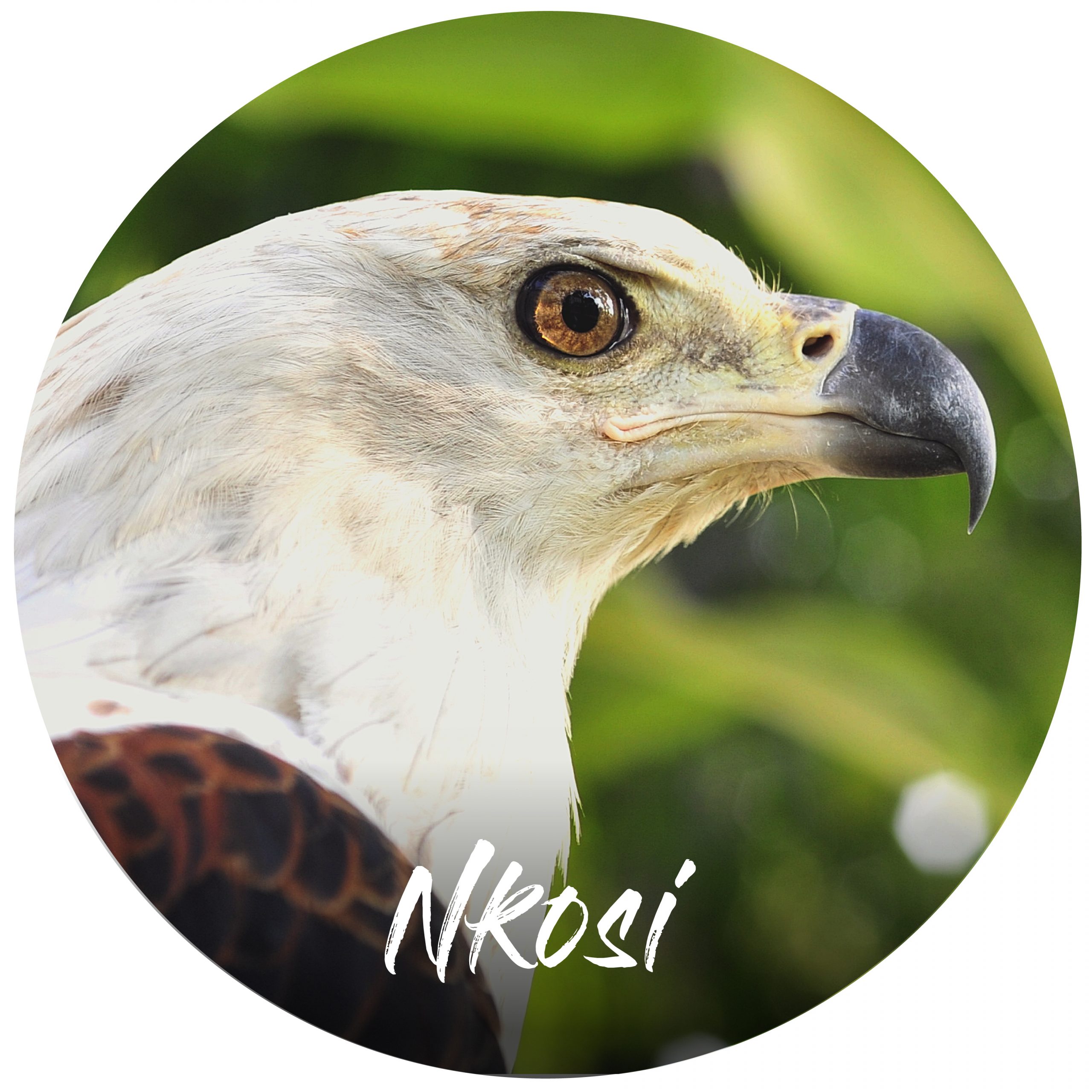 Sponsor button Nkosi African fish eagle