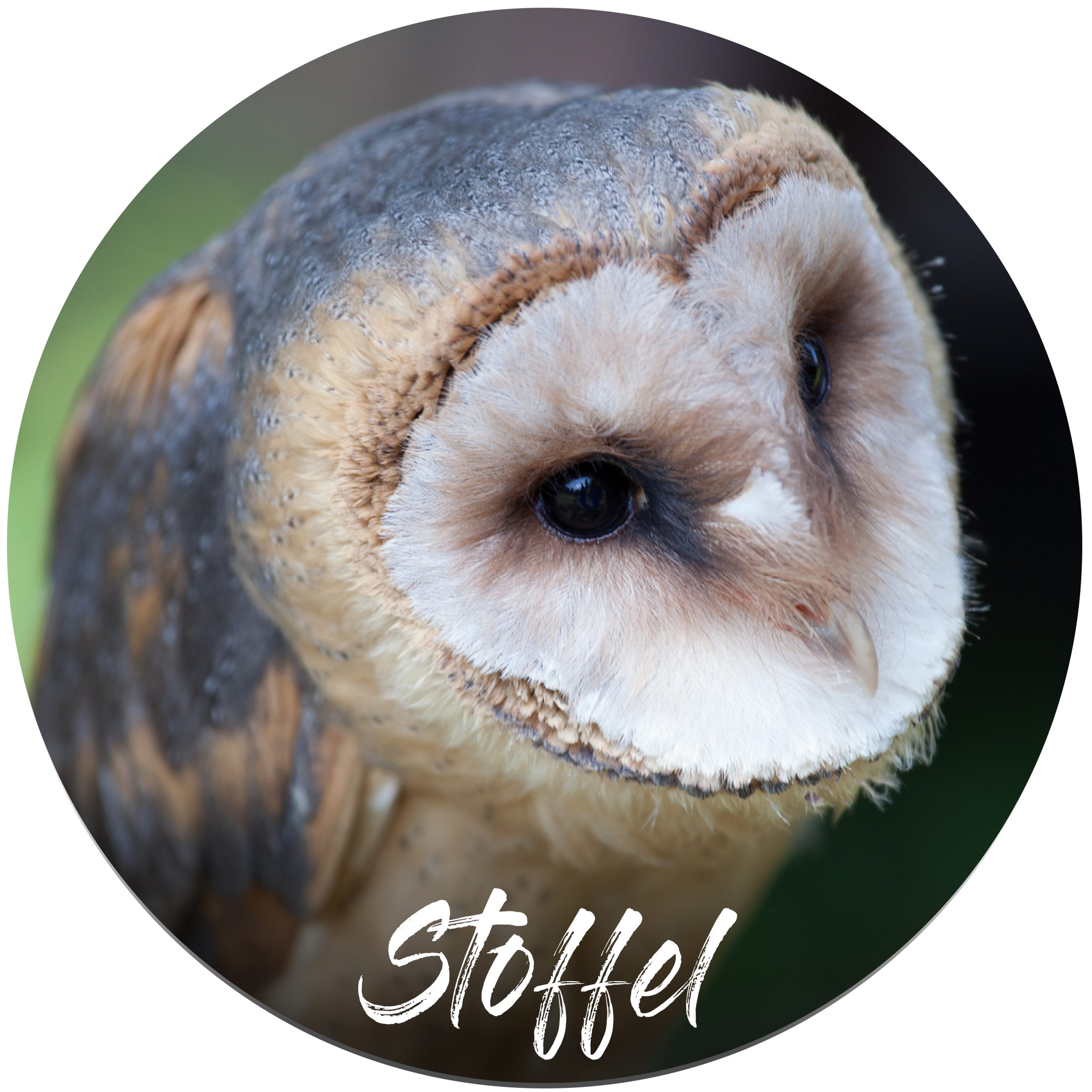 Sponsor button Stoffel Barn owl
