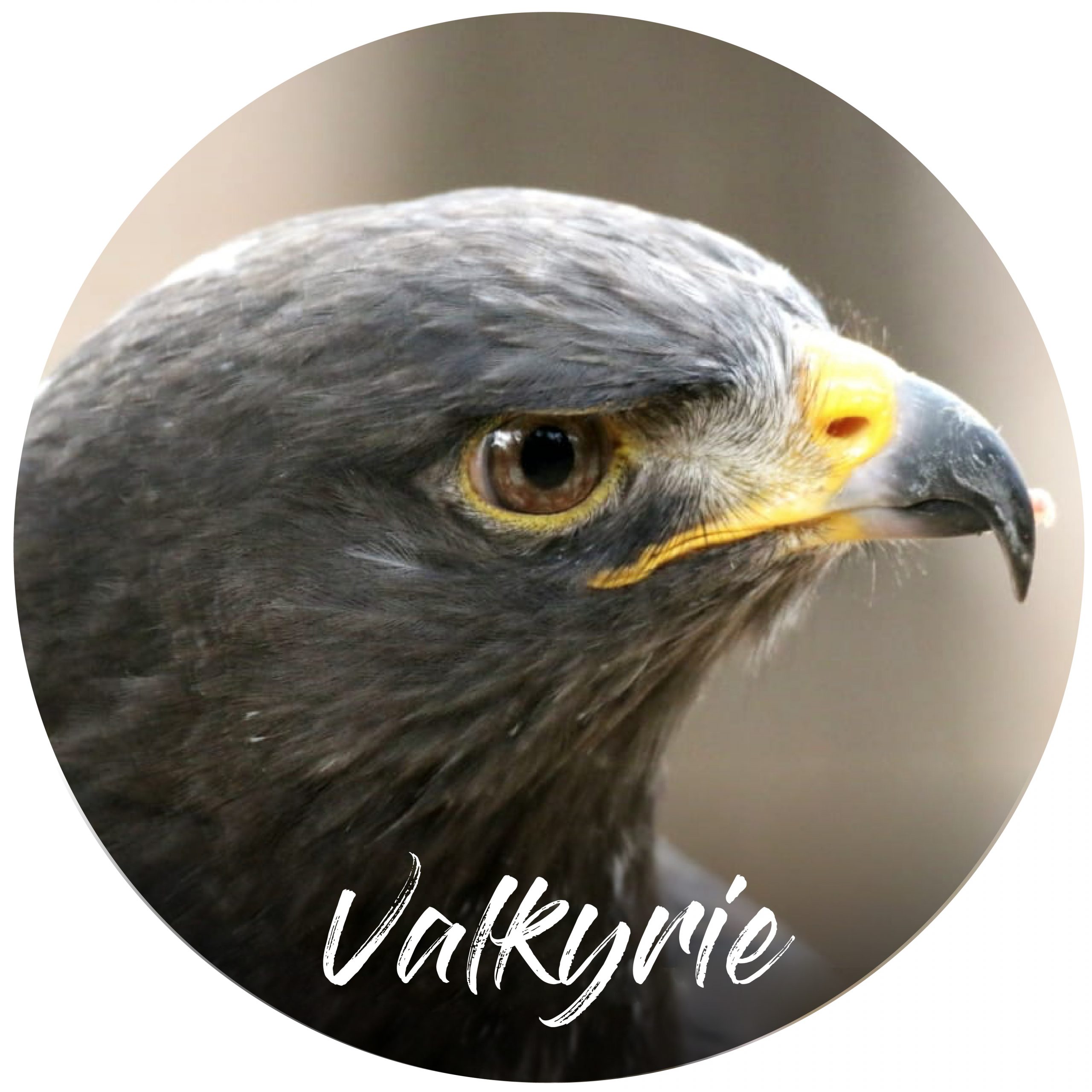 Sponsor button Valkyrie Jackal buzzard
