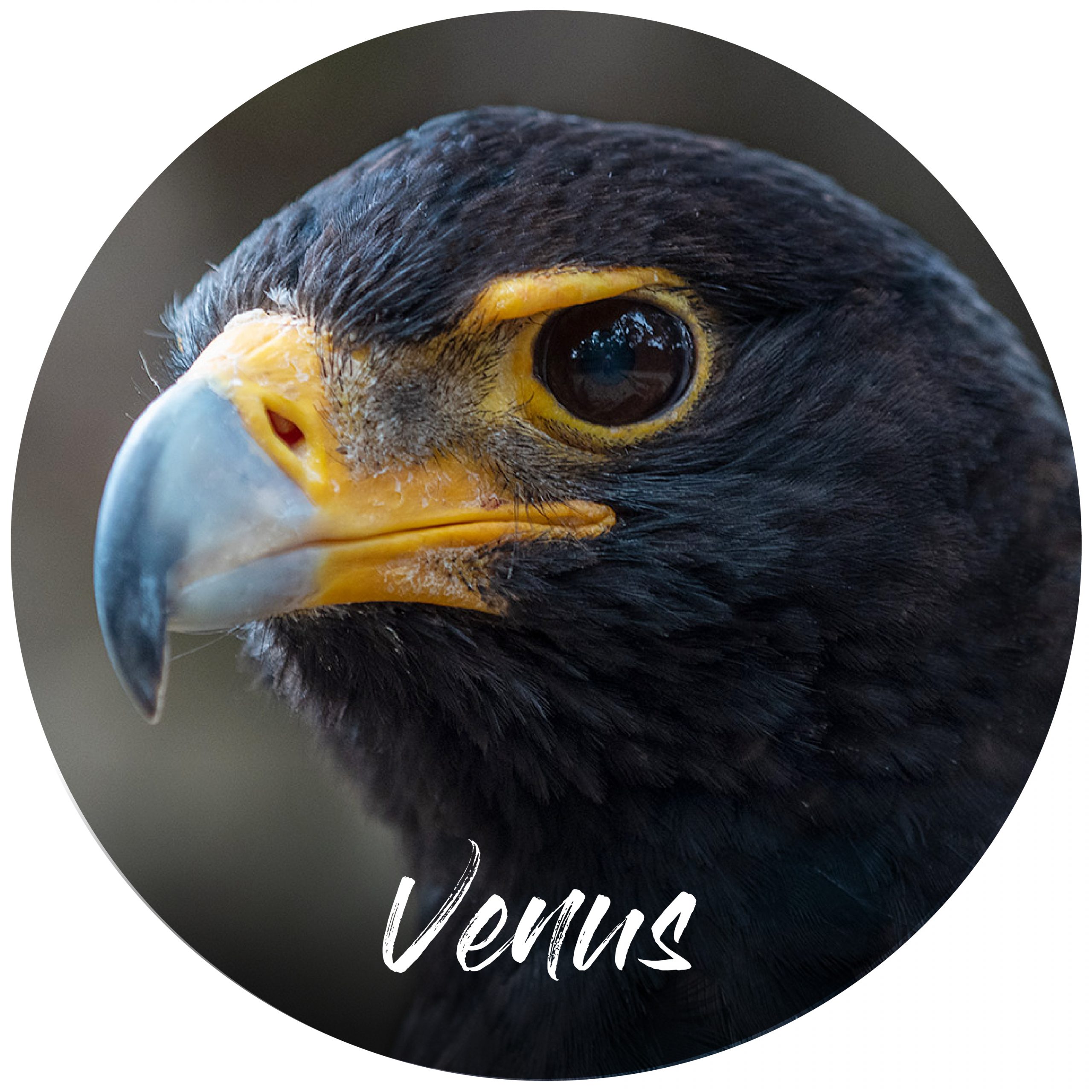 Sponsor button Venus Black eagle