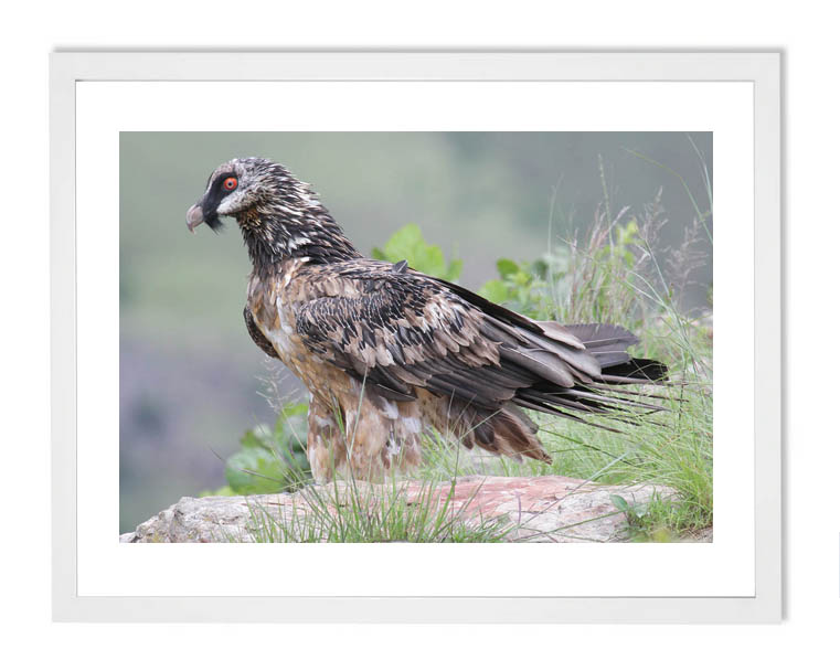 Bid of prey photography bearded vulture