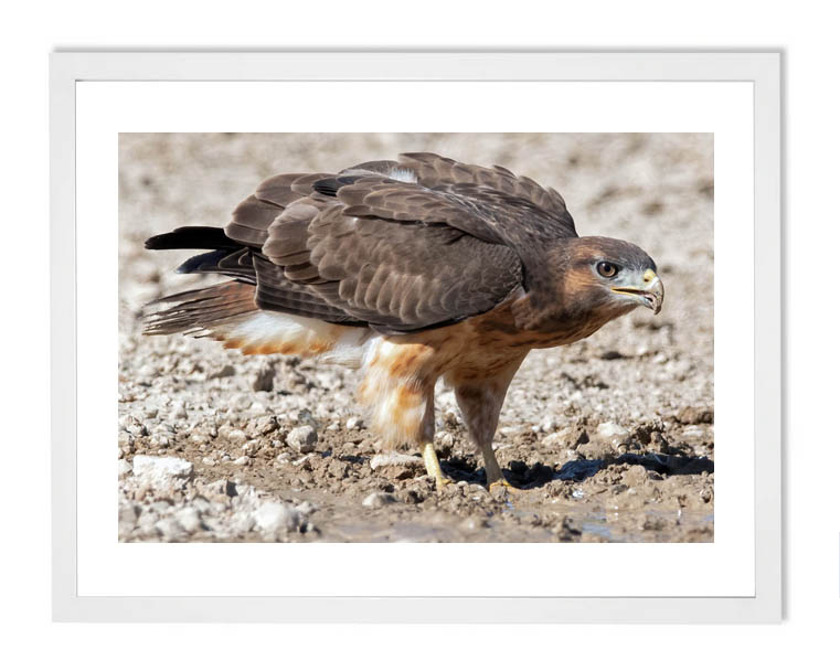 bird of prey photography jackal buzzard