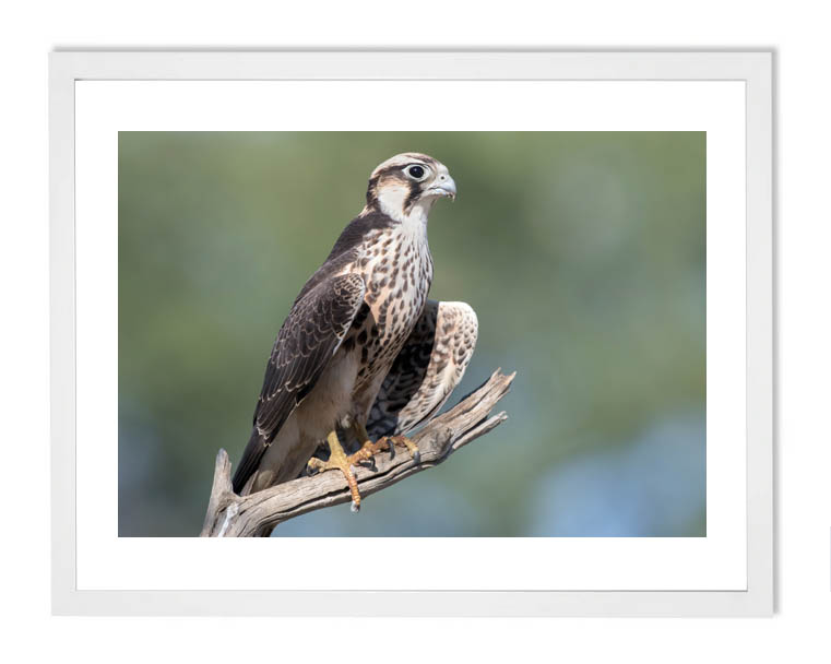 Lanner falcon bird of prey photography