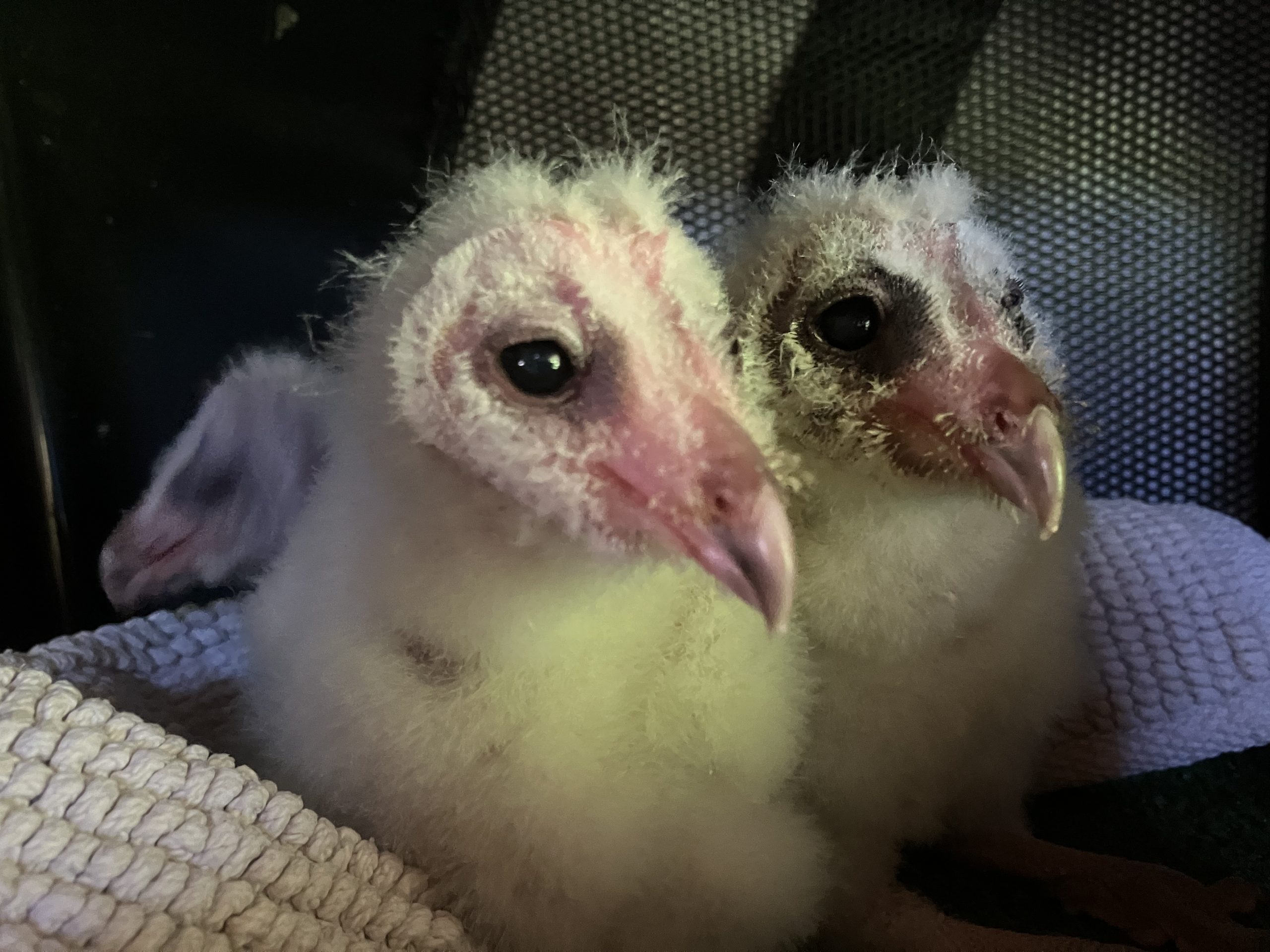 Raptor rescue plett Rajah spotted eagle owl