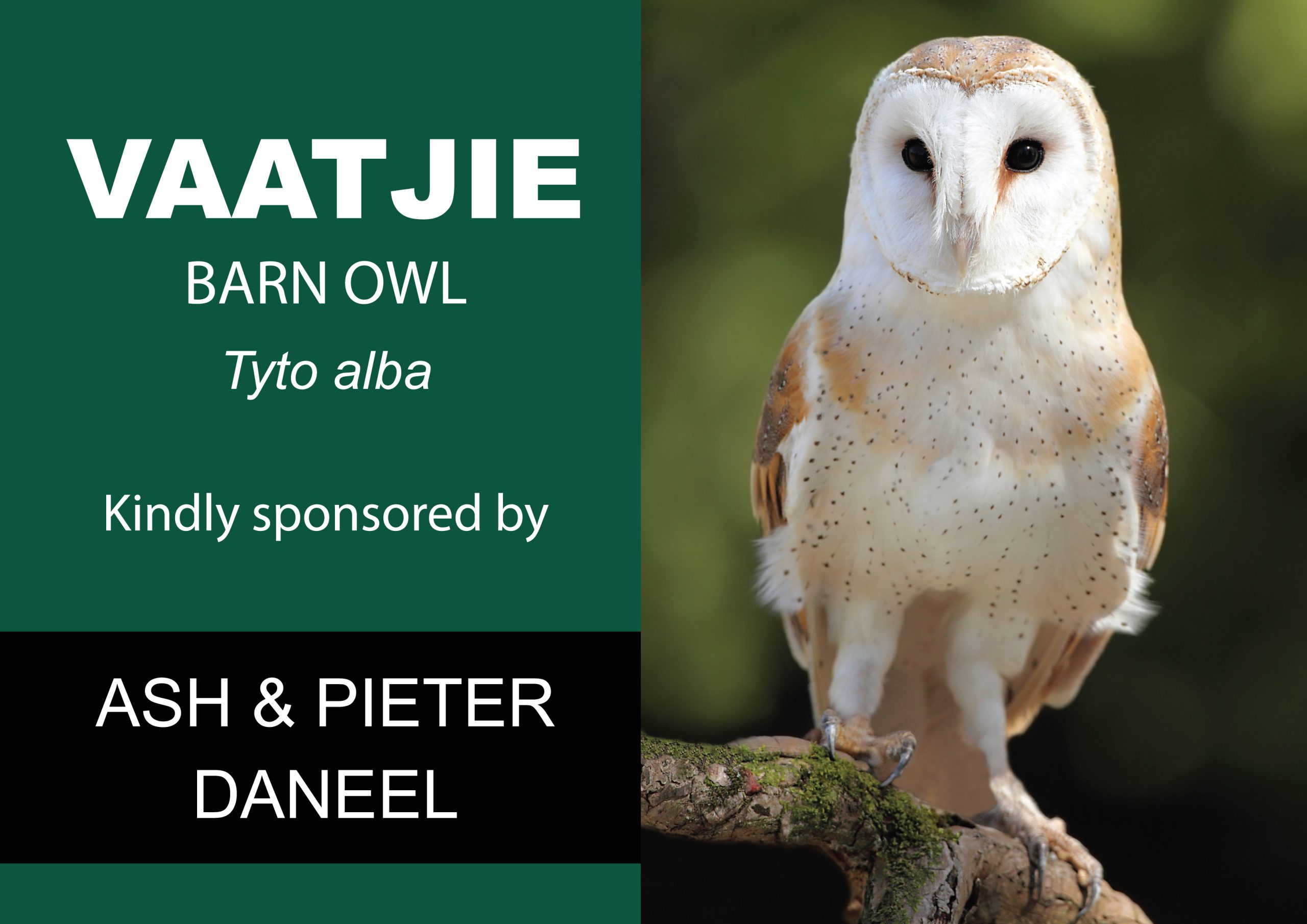 Raptor Rescue Plett Barn owl