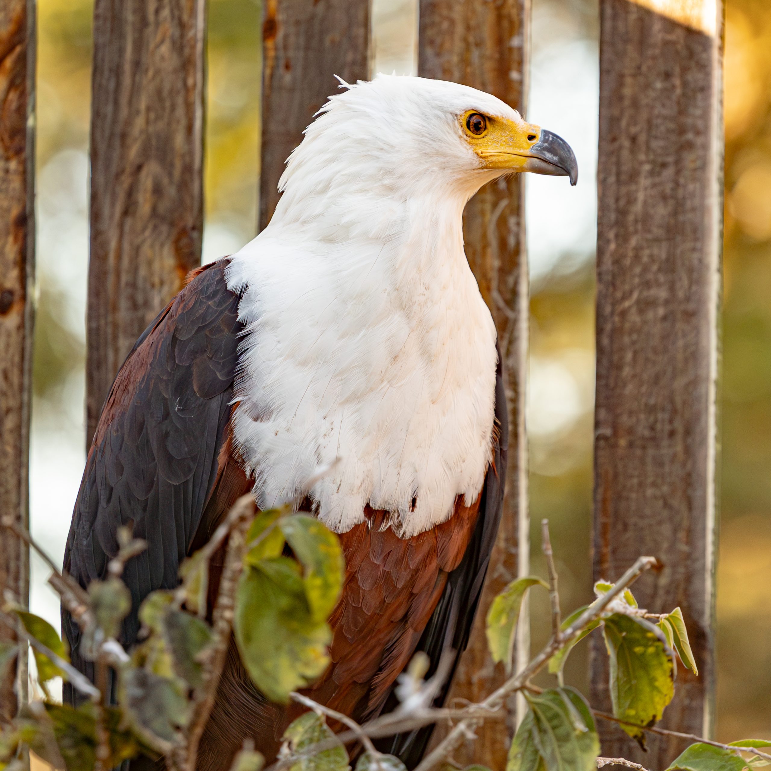 SvW Photo--9 Raptor Rescue Plett Ingrid Nuss artwork