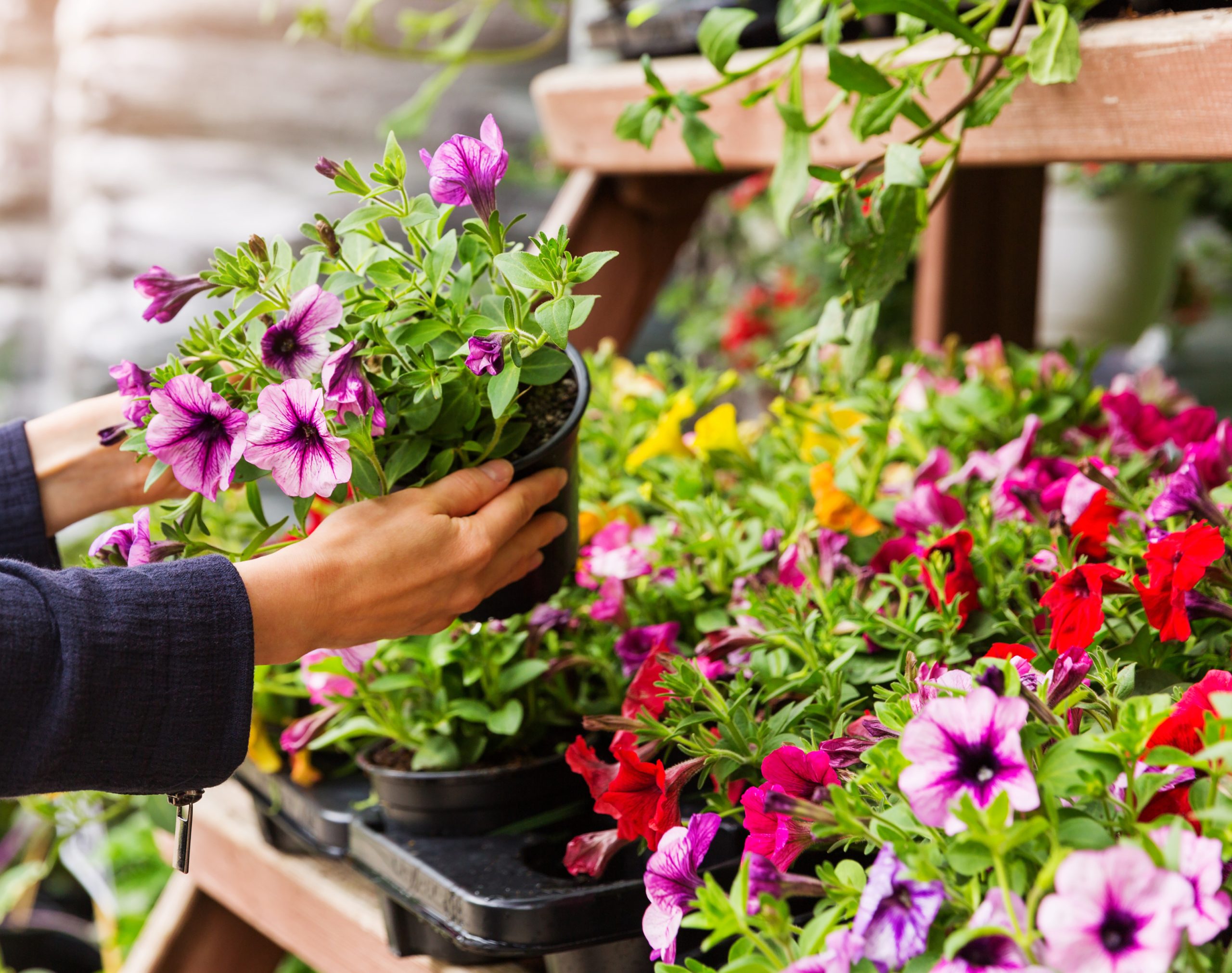 Whats on offer-02 Raptor Rescue Plett Jo howell photography martial eagle