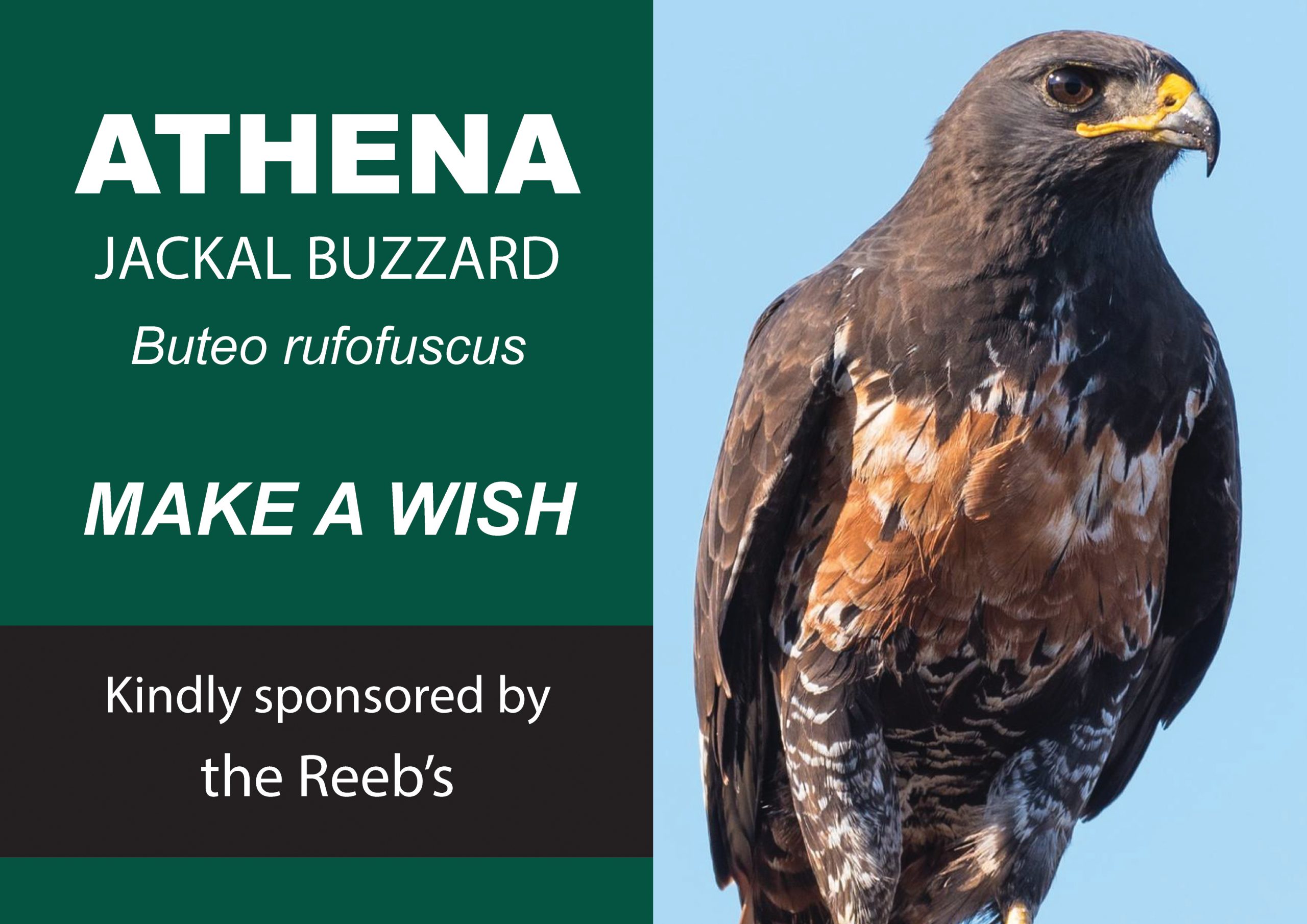 Raptor Rescue Plett Barn owl