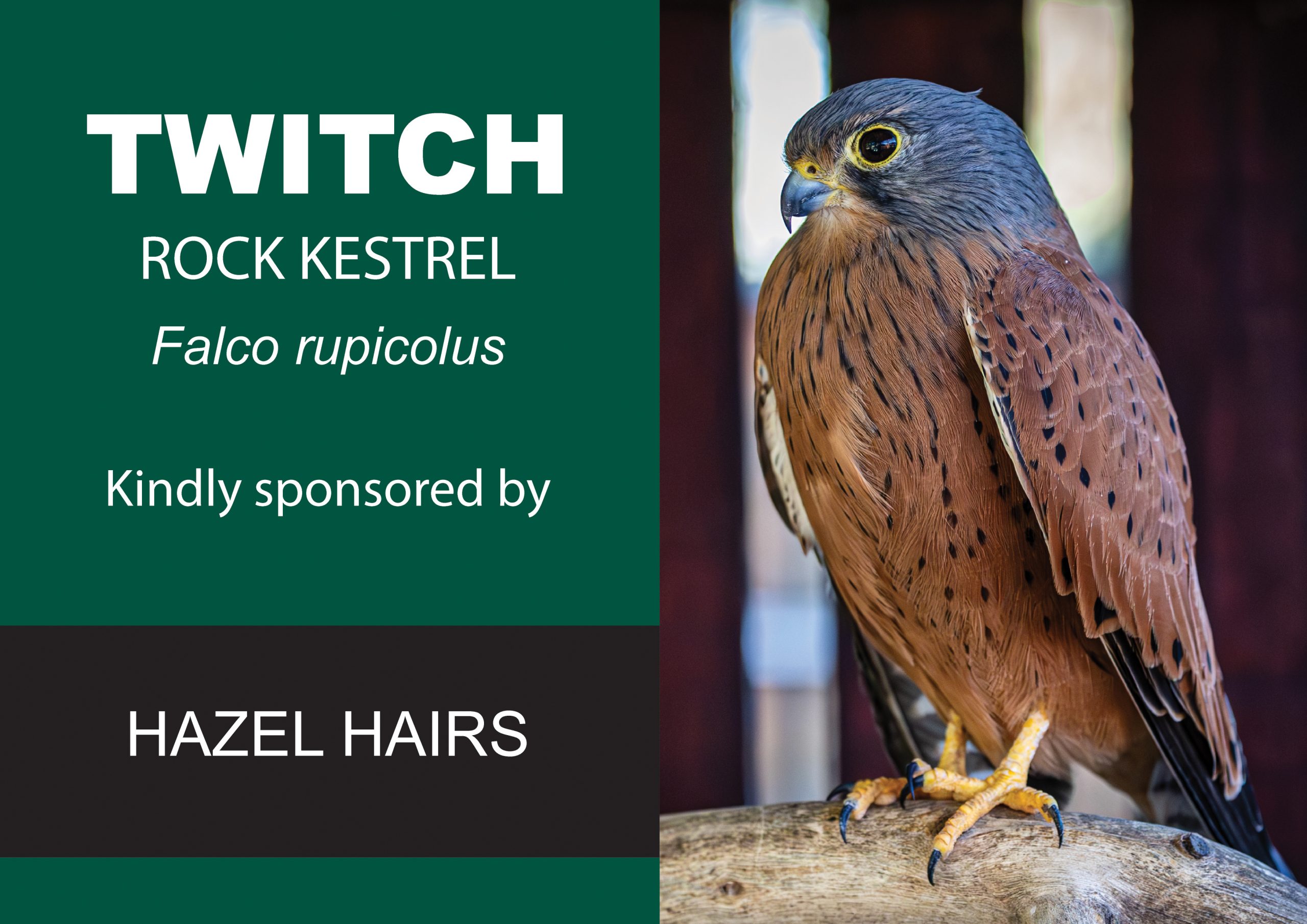 Raptor Rescue Plett Barn owl