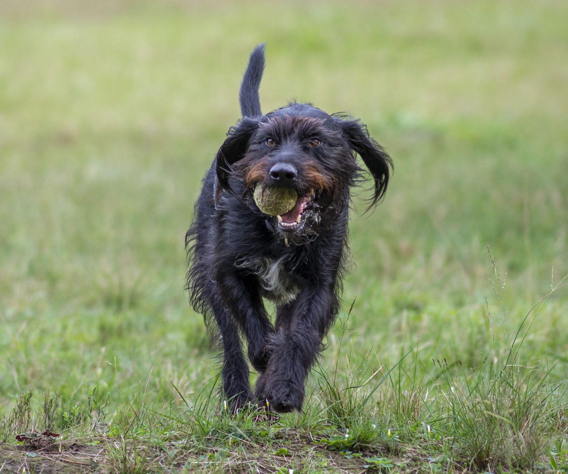 Raptor Rescue Plett Ingrid Nuss artwork