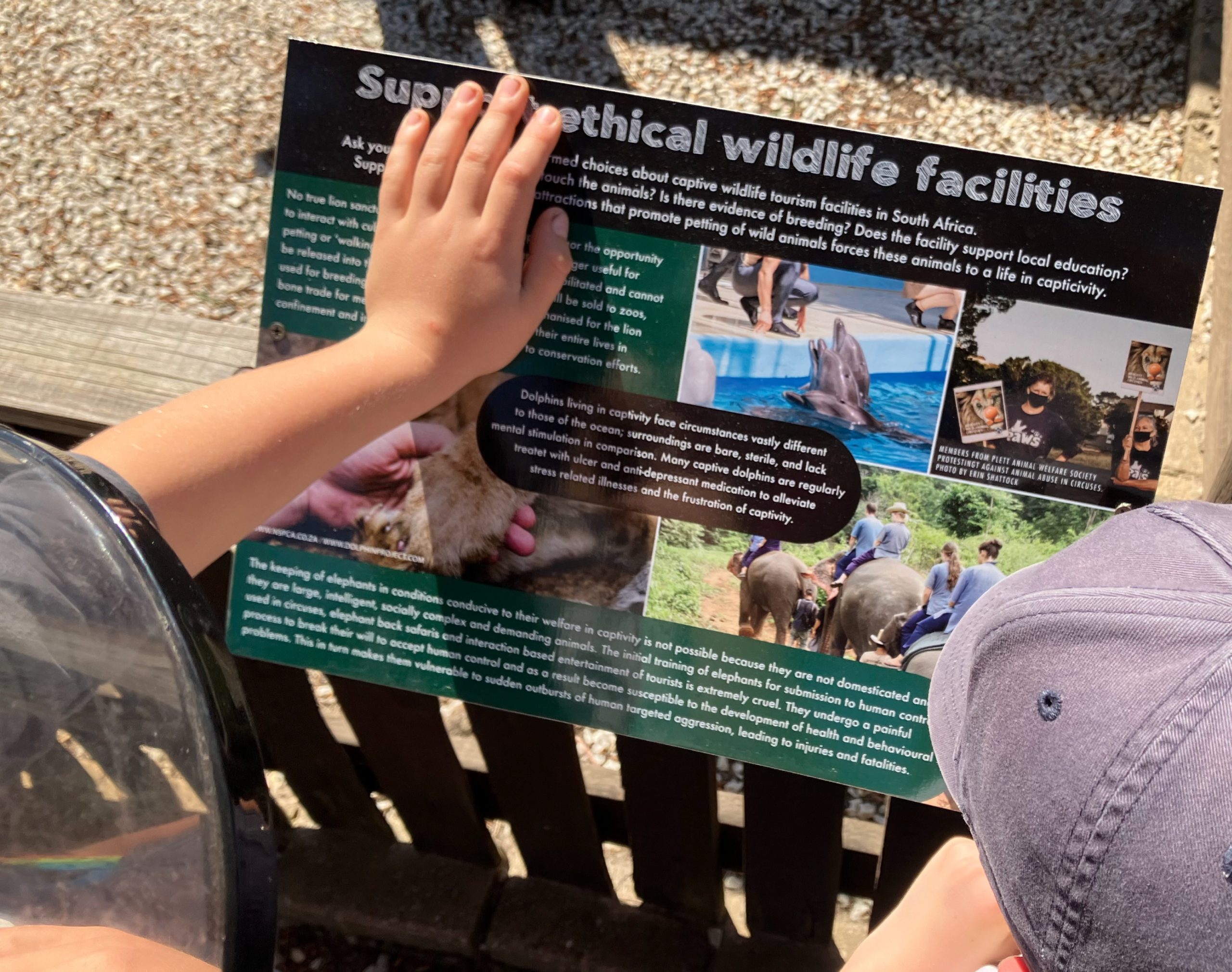 Raptor rescue plett Long crested eagle release