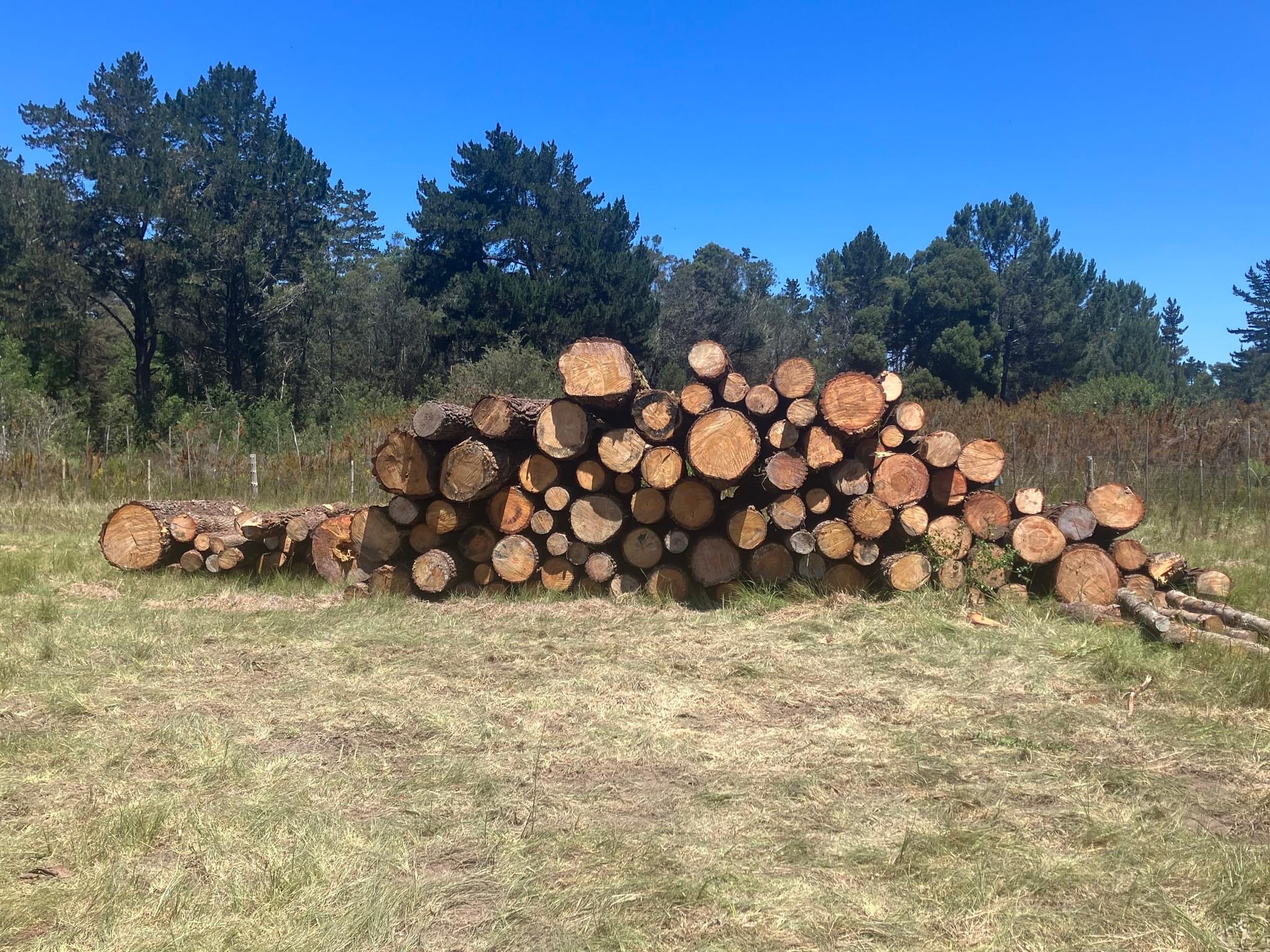 Raptor rescue plett Long crested eagle release