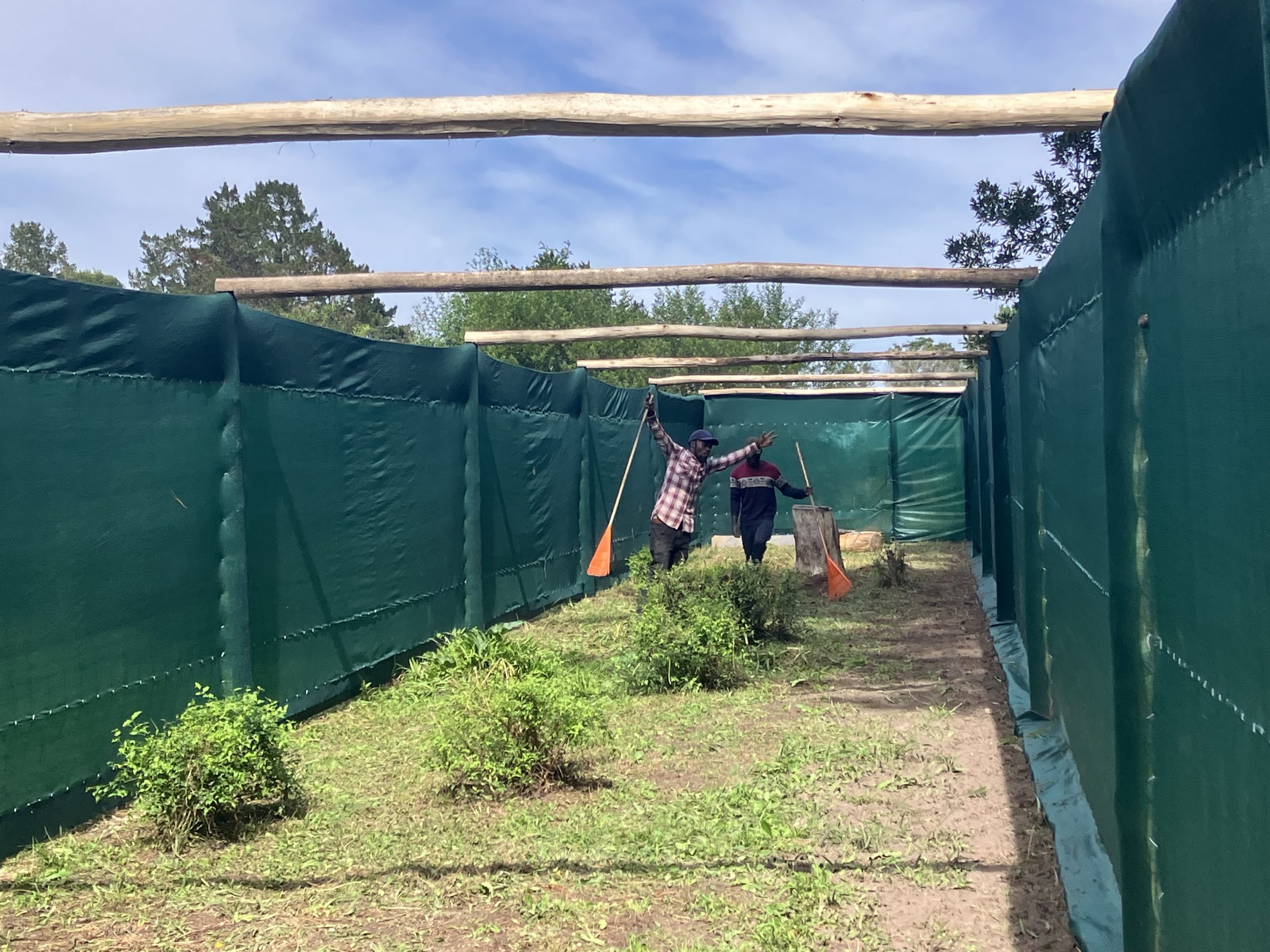 Raptor rescue plett Long crested eagle release