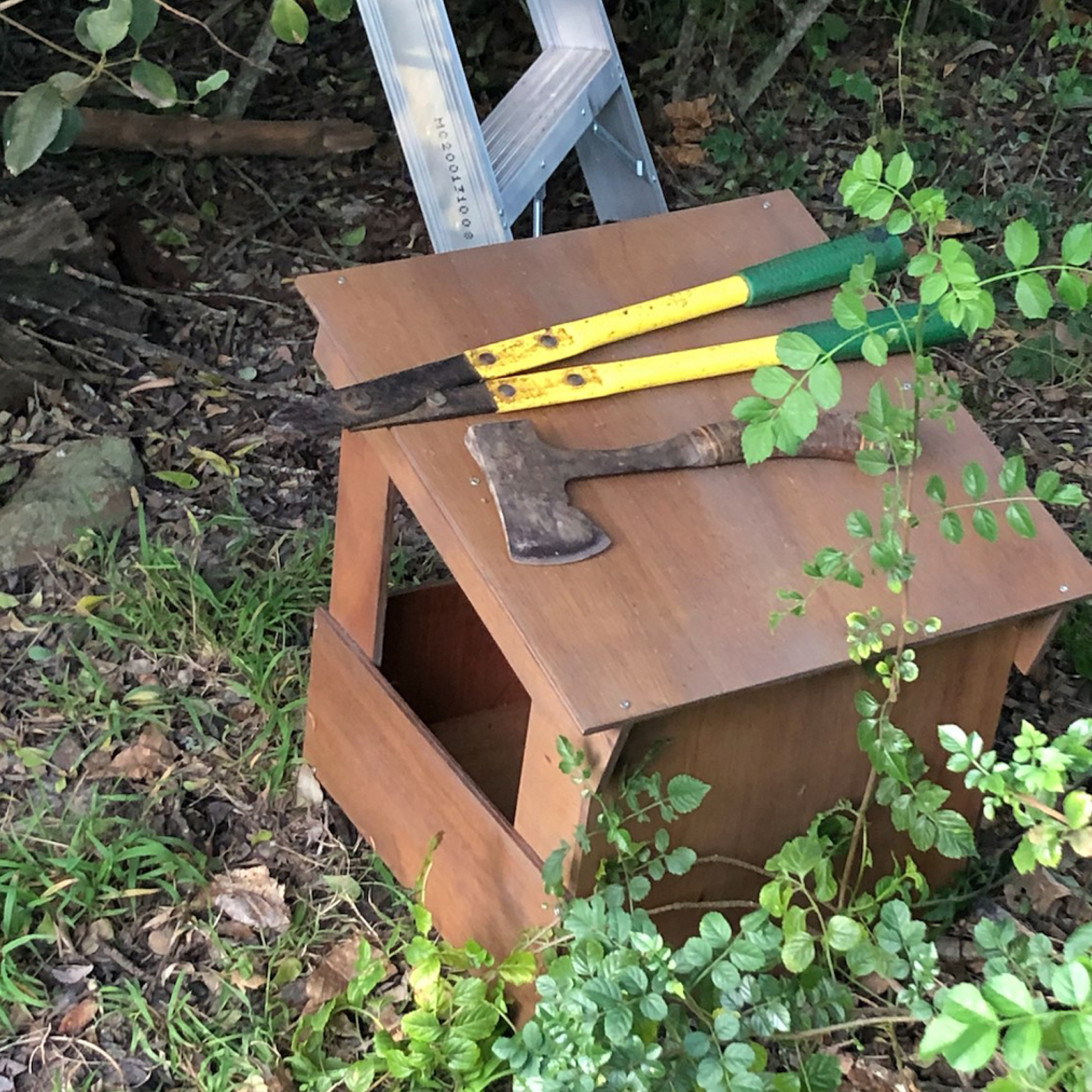 Raptor Rescue Plett Grace Harrison African Grass Owl wildlife rehabilitation