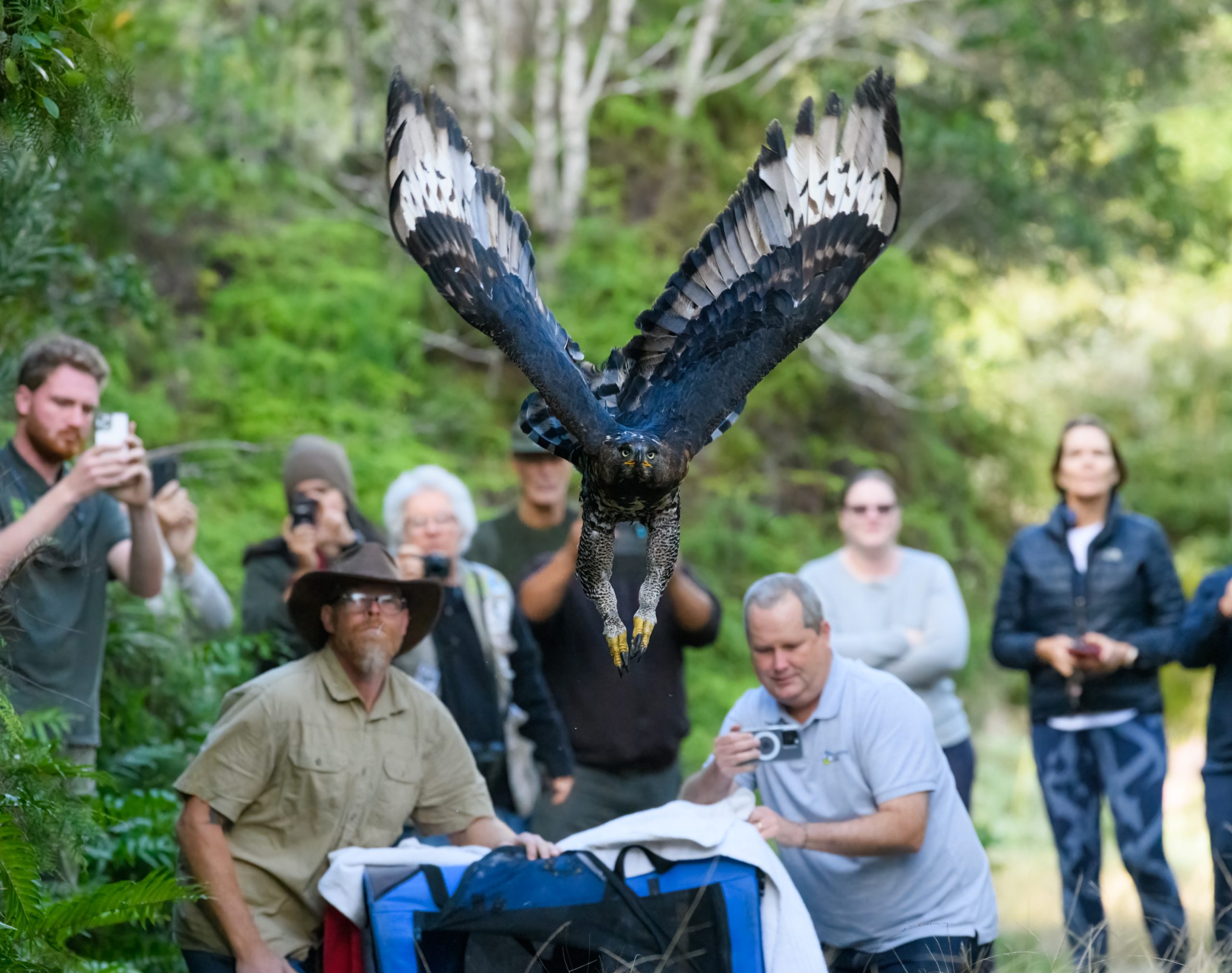 Raptor rescue plett Black shoulder Kite jo howell