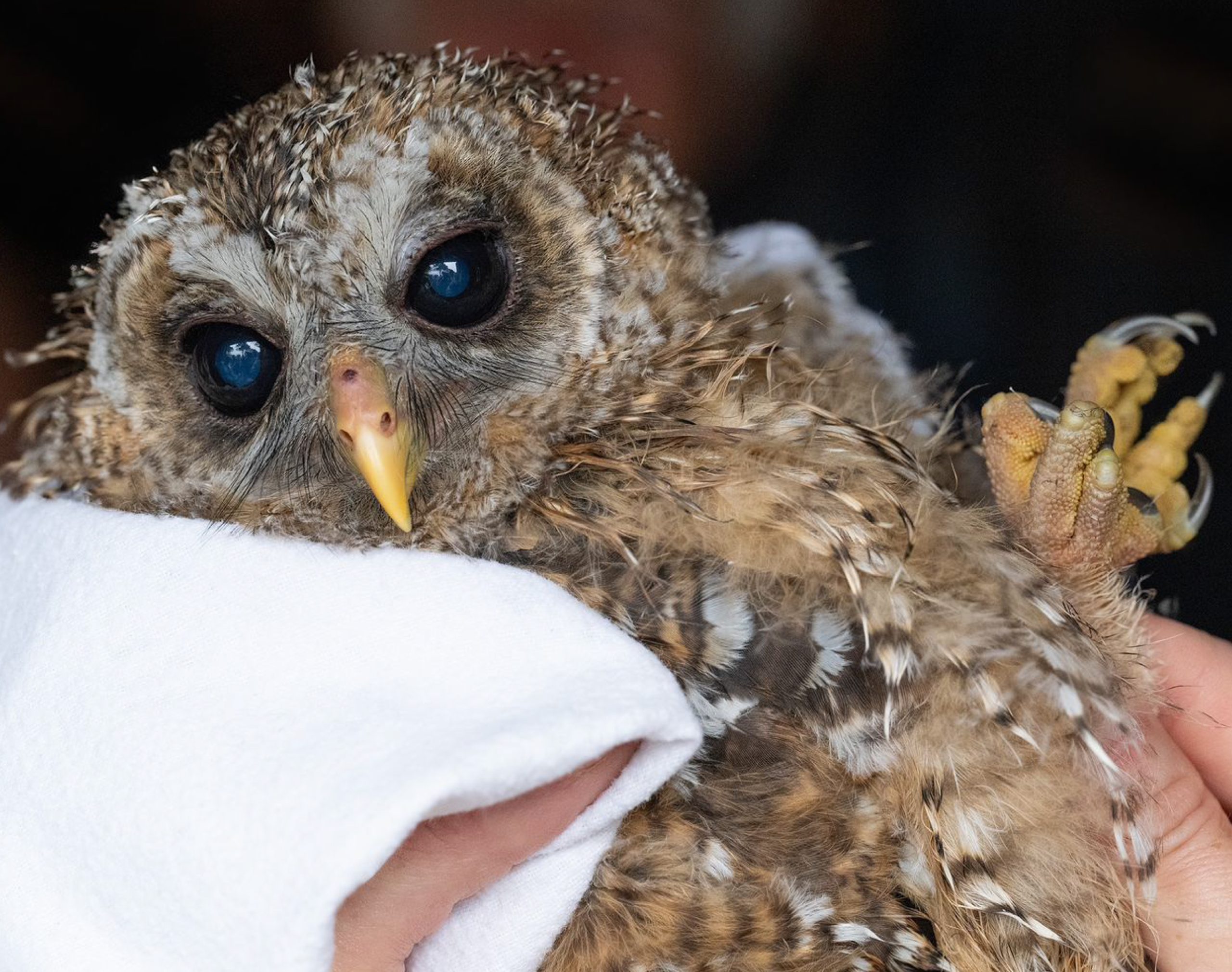 Raptor Rescue Plett Grace Harrison African Grass Owl wildlife rehabilitation
