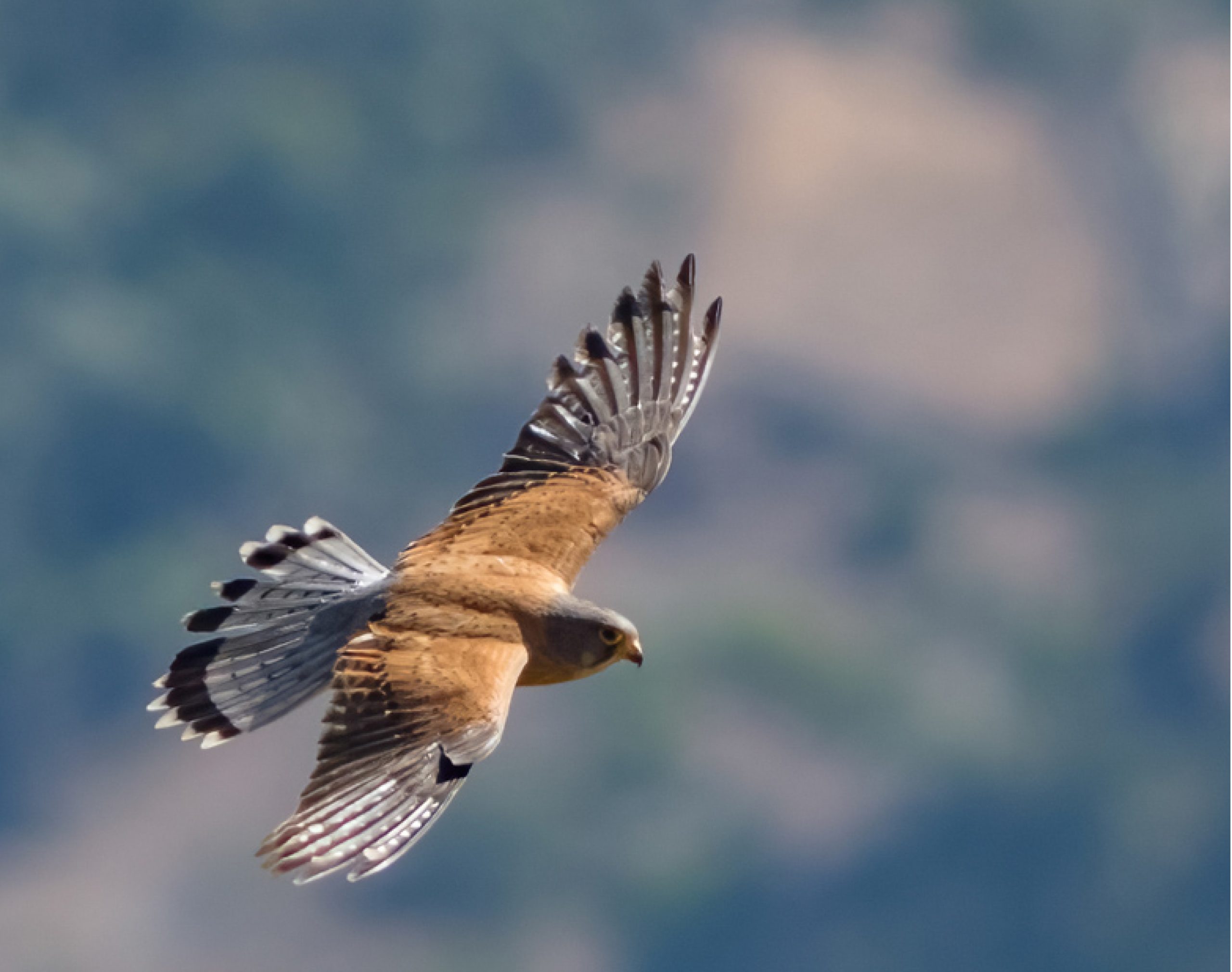 Raptor Rescue Plett Bird watching black headed oriole wildlife photography