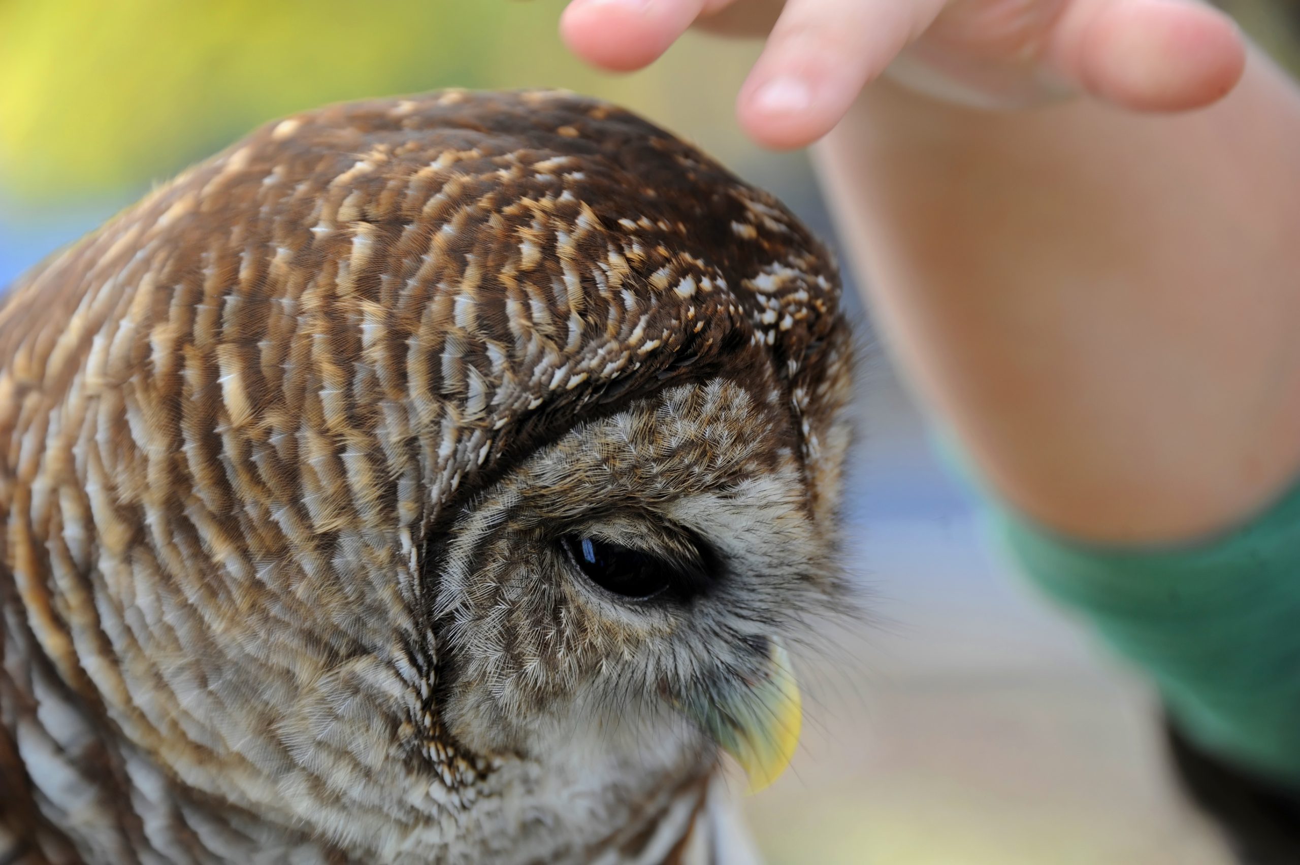 dreamstime_l_114795997 Raptor Rescue Plett Grace Harrison African Grass Owl wildlife rehabilitation